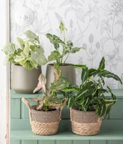 Dehner Grünpflanzen > Purpurtute - Syngonium 'Wendlandii'