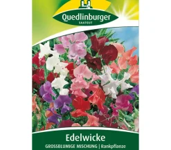 Quedlinburger Blumensamen - Samen Edelwicke 'Grossblumige Mischung' Bunt