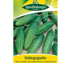 Quedlinburger Gemüsesamen > Samen Einlegegurke 'Libelle'