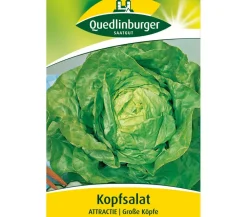 Quedlinburger Samen Kopfsalat 'Attractie' Hot