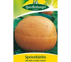 Quedlinburger Gemüsesamen > Samen Speisekürbis 'Big Max'