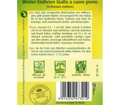 Quedlinburger Gemüsesamen > Samen Winter-Endivien 'Gialla A Couore Pieno'