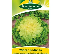 Quedlinburger Gemüsesamen > Samen Winter-Endivien 'Gialla A Couore Pieno'