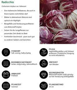 Dehner Kohl- & Salatpflanzen > Radicchio, 6er Schale