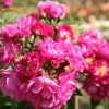 Dehner Ramblerrose 'Perennial Blue®' New