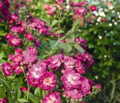 Dehner Ramblerrose 'Perennial Blue®' New