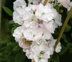 Dehner Rosen > Ramblerrose 'Perennial Blush®'