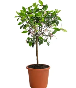 Dehner Rangpur-Limette 'Lima rossa' Orange Outlet