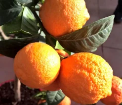Dehner Rangpur-Limette 'Lima rossa' Orange Outlet