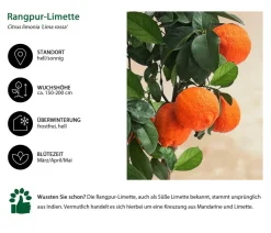 Dehner Rangpur-Limette 'Lima rossa' Orange Outlet