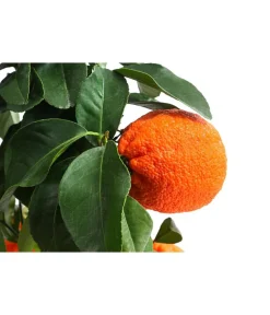 Dehner Zitruspflanzen|Terrassenpflanzen - Rangpur-Limette 'Lima rossa' Orange