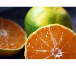 Dehner Zitruspflanzen|Terrassenpflanzen - Rangpur-Limette 'Lima rossa' Orange