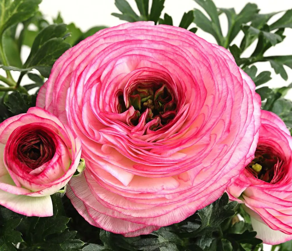 Dehner Ranunkel Rosa Best