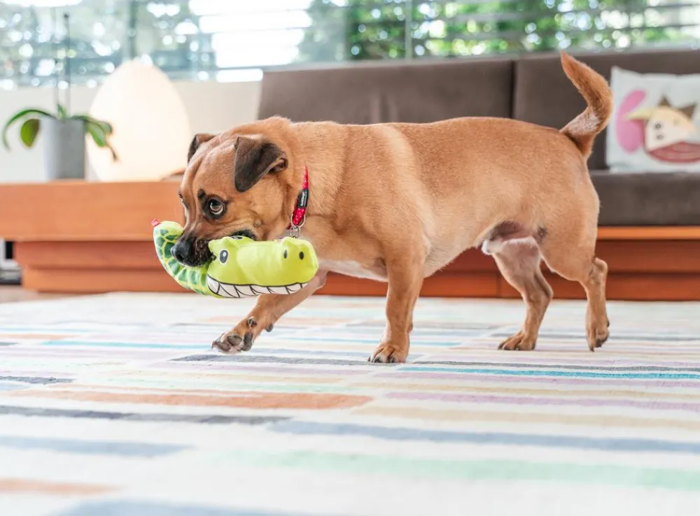 Red Dingo Hundespielzeug - Hundespielzeug DURABLES Toys Krokodil Grün