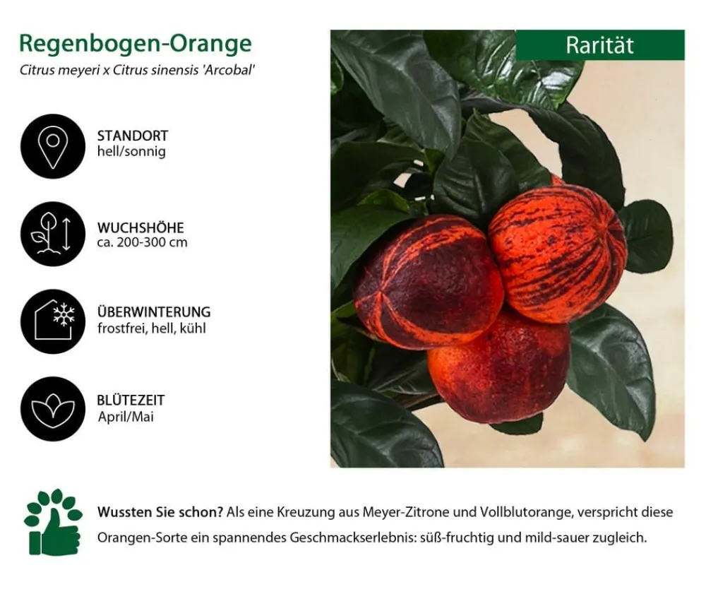 Dehner Zitruspflanzen|Terrassenpflanzen > Regenbogen- 'Arcobal'