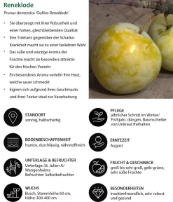Dehner Obstbäume|Zwetschgen- & Pflaumenbäume > Reneklode 'Oullins Reneklode'