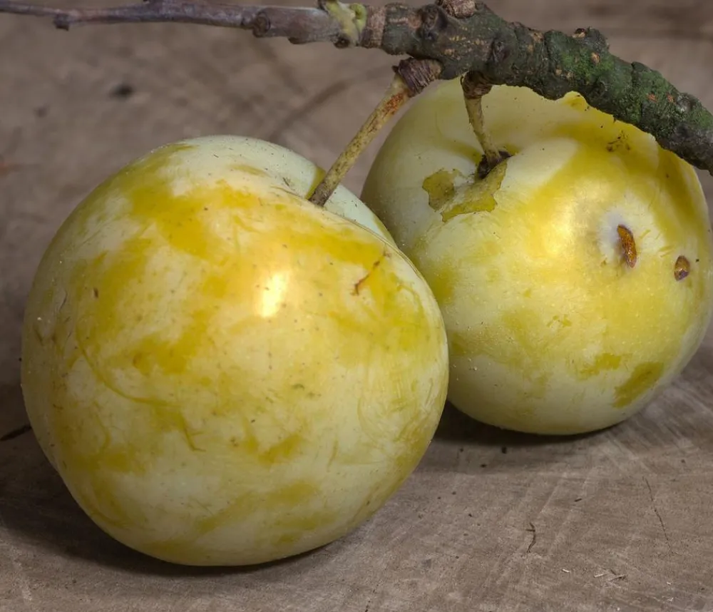 Dehner Obstbäume|Zwetschgen- & Pflaumenbäume > Reneklode 'Oullins Reneklode'