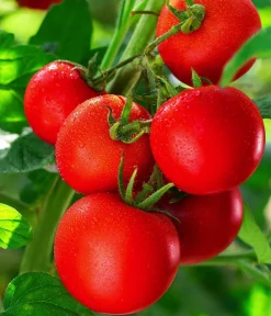 Dehner Auberginen- & Tomatenpflanzen > Resistente Tomate, rundfruchtig