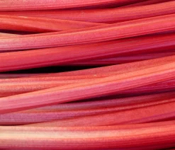 Dehner Weinreben & Gartenobst|Gartengemüse - Rhabarber 'Holstein Blut' Rot