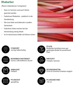 Dehner Weinreben & Gartenobst|Gartengemüse > Rhabarber 'Livingstone'