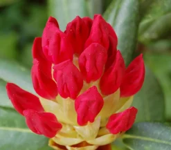 Dehner Rhododendren|Blühende Sträucher > Rhododendron