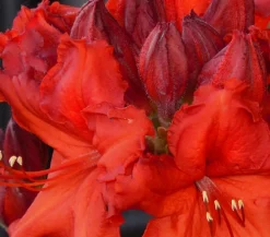 Dehner Rhododendren|Blühende Sträucher > Rhododendron