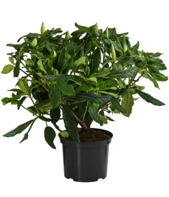 Dehner Rhododendron Blau Outlet