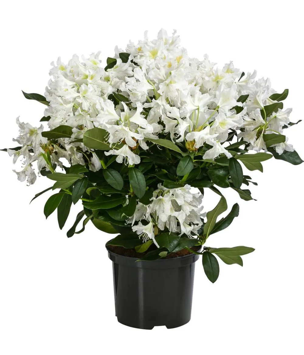 Dehner Rhododendron Weiß Hot