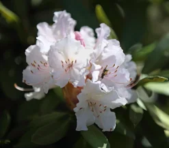 Dehner Rhododendron Weiß Hot