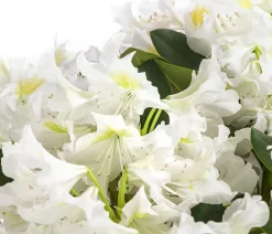Dehner Rhododendron Weiß Hot