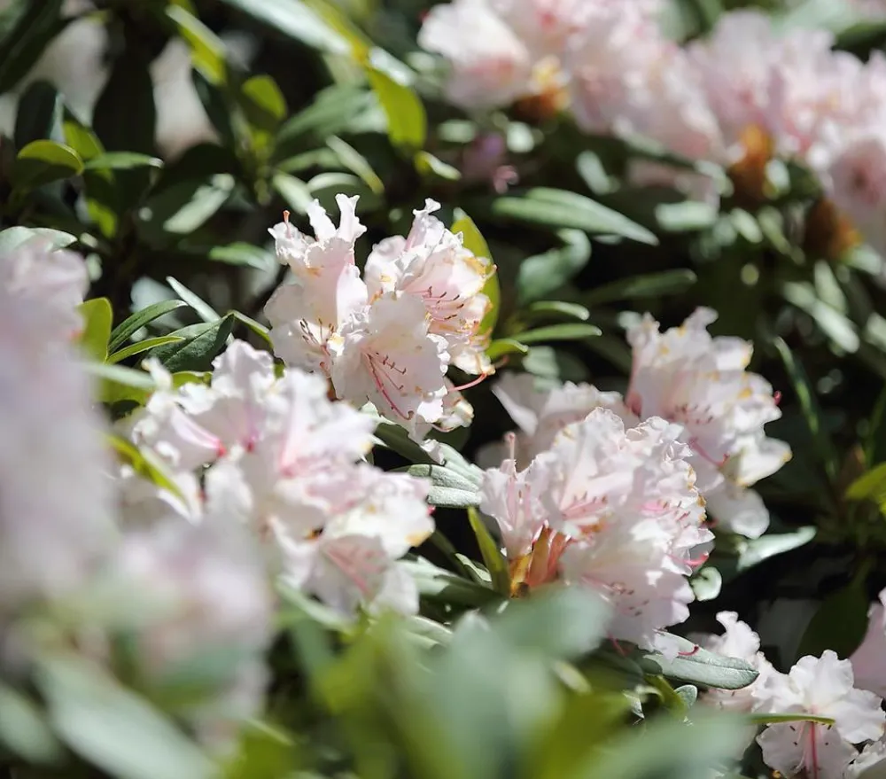 Dehner Rhododendron Weiß Hot