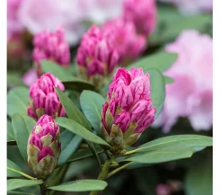 Dehner Rhododendron Rosa Discount
