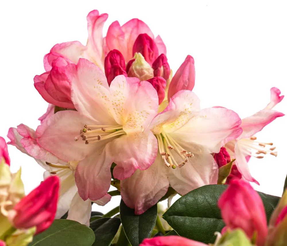 Dehner Rhododendren|Blühende Sträucher - Rhododendron Rosa