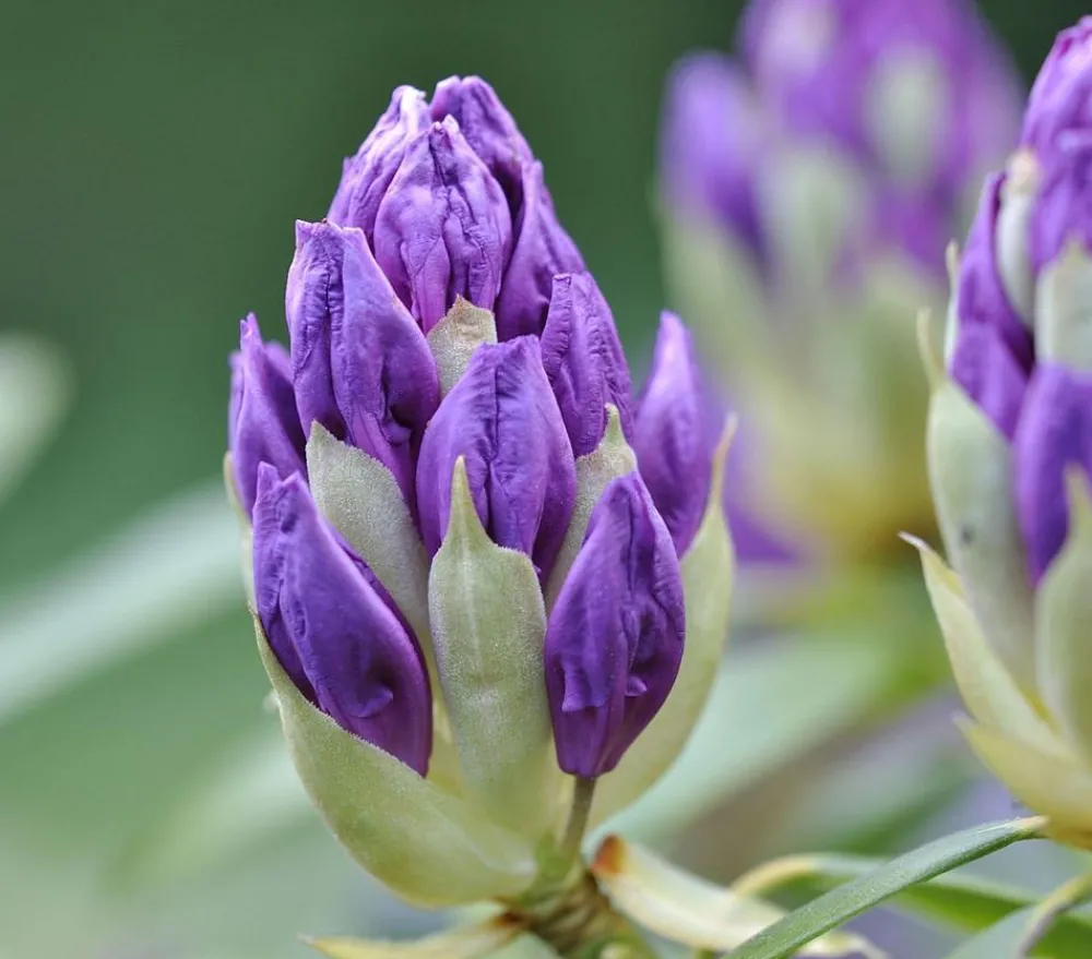 Dehner Rhododendren|Blühende Sträucher - Rhododendron Blau