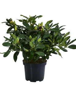 Dehner Rhododendren|Blühende Sträucher - Rhododendron Blau