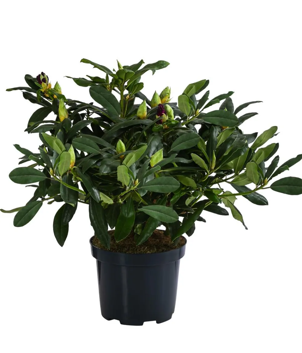 Dehner Rhododendren|Blühende Sträucher - Rhododendron Blau