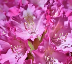 Dehner Rhododendren|Blühende Sträucher > Rhododendron 'Goldflimmer'