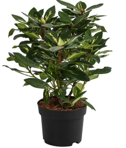 Dehner Rhododendren|Blühende Sträucher > Rhododendron 'Goldflimmer'
