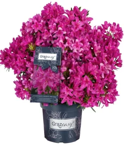 Dehner Rhododendren - Rhododendron Grazeasy® Dark Pink