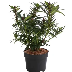 Dehner Laubgehölze|Rhododendren > Rhododendron 'Graziella'