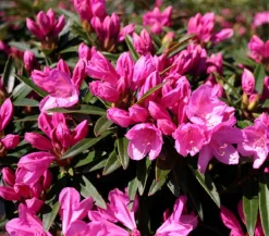 Dehner Laubgehölze|Rhododendren - Rhododendron 'Graziella' Pink