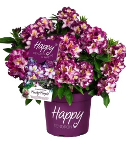 Dehner Rhododendren - Rhododendron HAPPYdendron® Pushy Purple