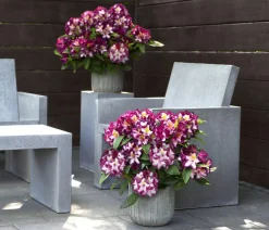 Dehner Rhododendren - Rhododendron HAPPYdendron® Pushy Purple