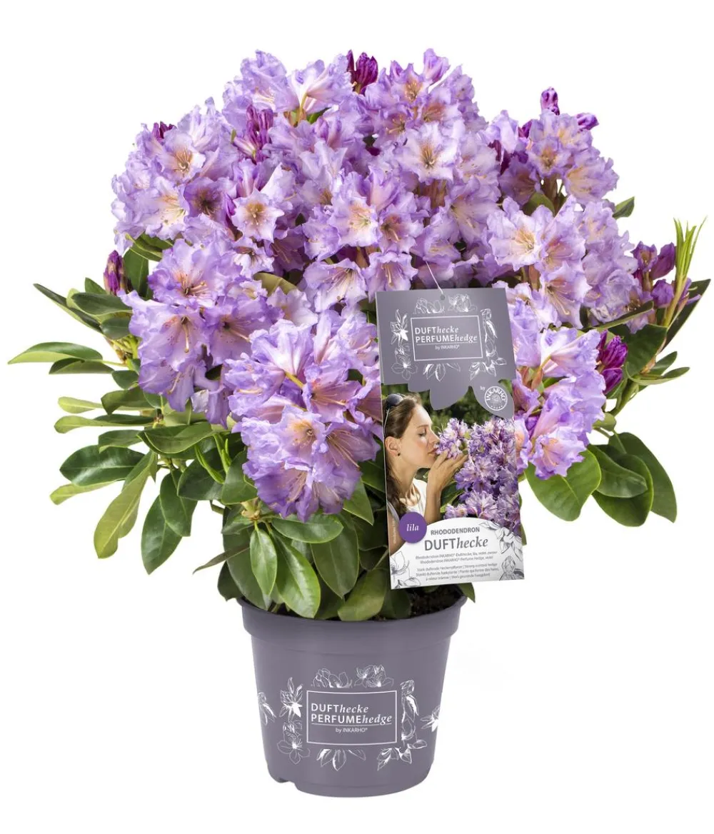 Rhododendren > Rhododendron Inkarho® 'Dufthecke', verschiedene Sorten
