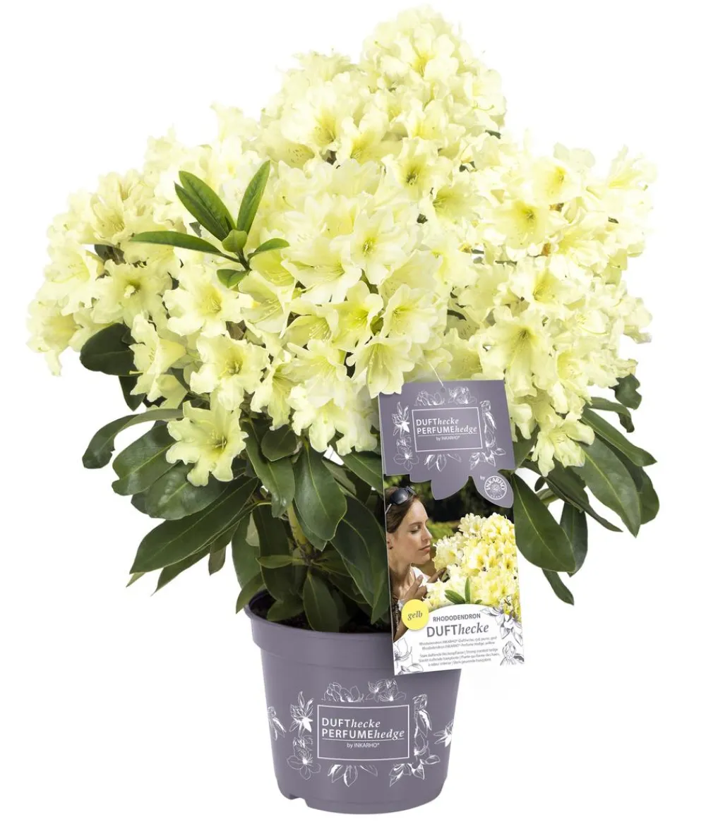 Rhododendren > Rhododendron Inkarho® 'Dufthecke', verschiedene Sorten