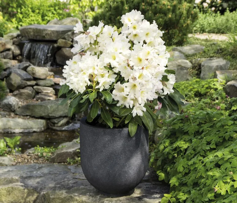 Rhododendren > Rhododendron Inkarho® 'Dufthecke', verschiedene Sorten