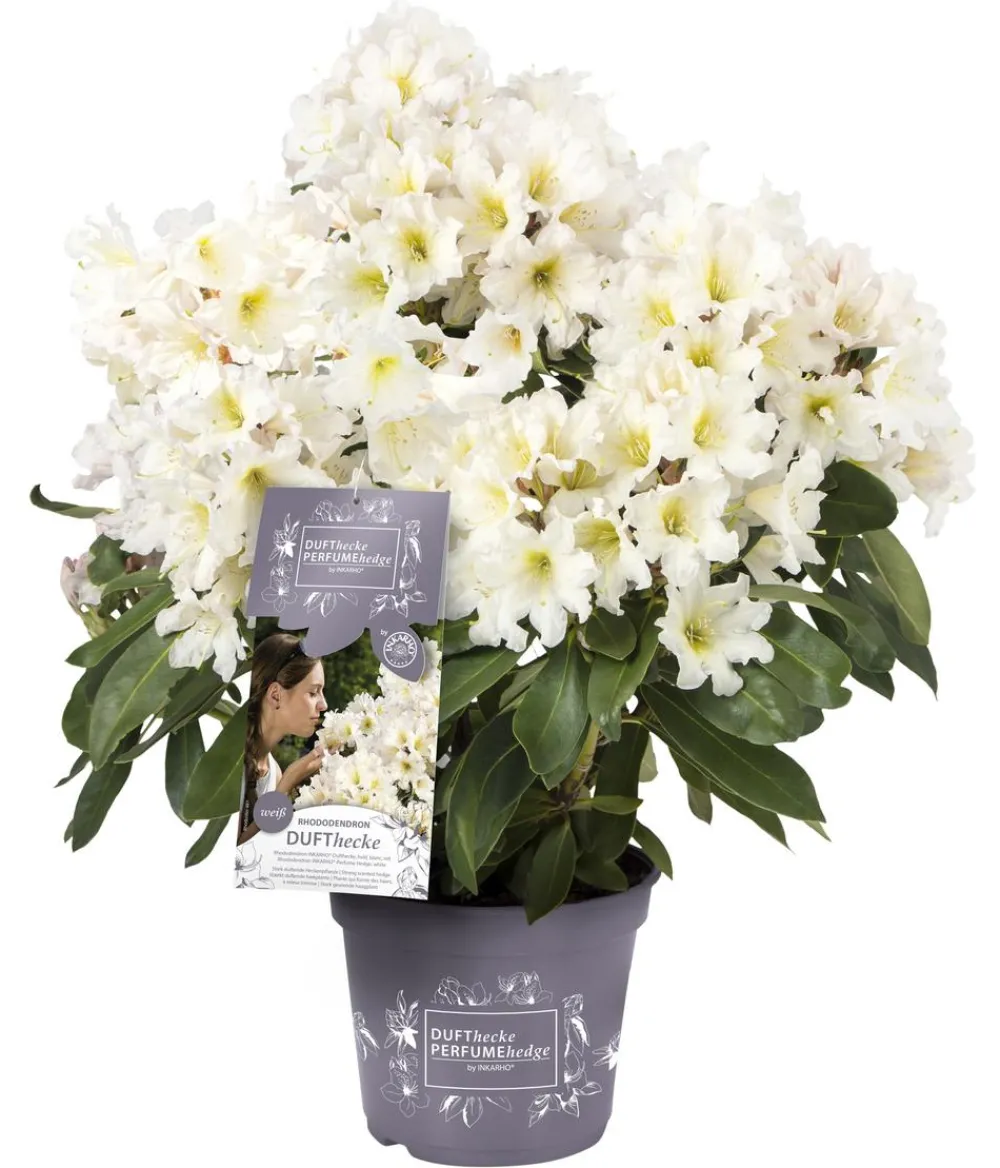 Rhododendren > Rhododendron Inkarho® 'Dufthecke', verschiedene Sorten