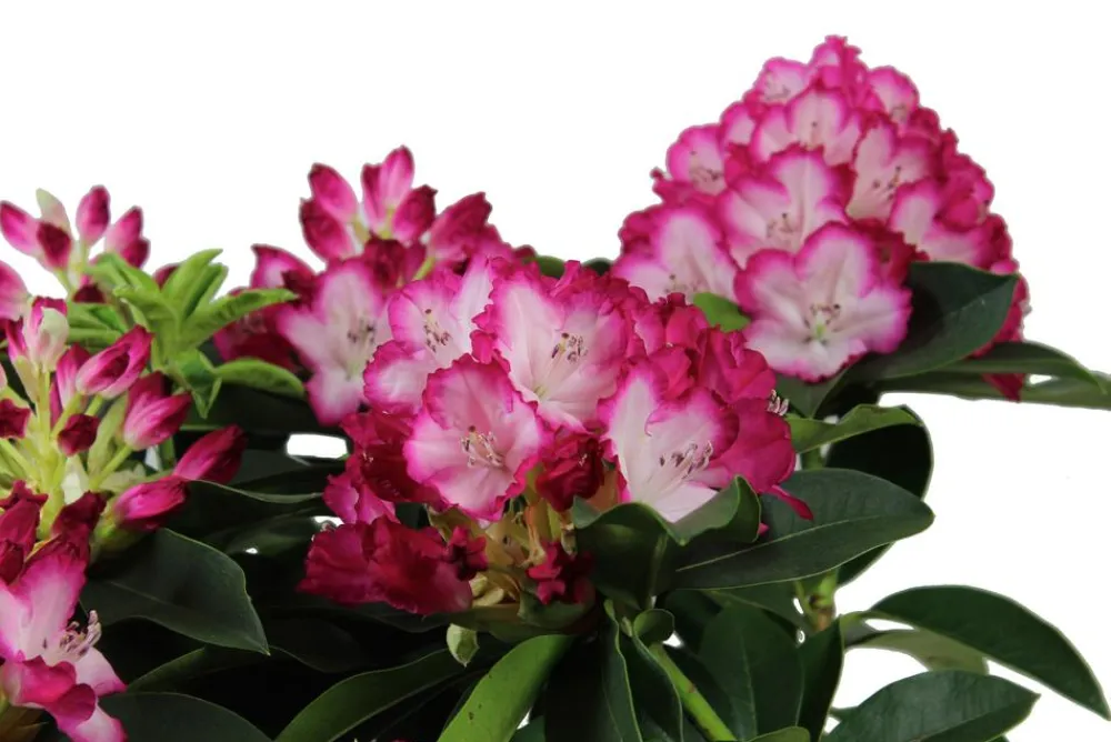 Dehner Rhododendron 'Mega' Hot