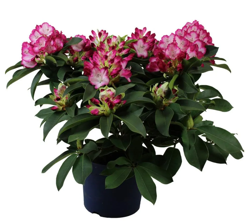 Dehner Rhododendron 'Mega' Hot