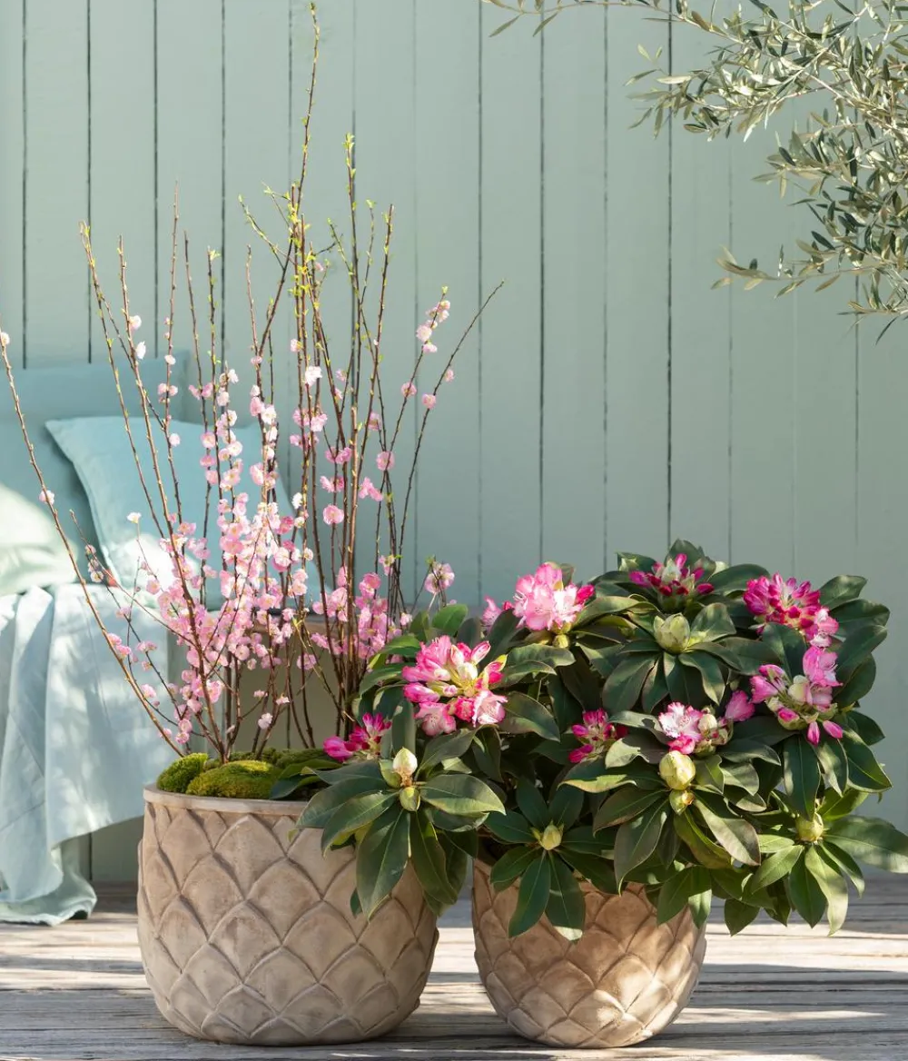 Dehner Rhododendron 'Mega' Hot